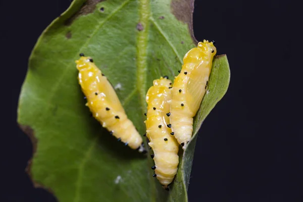 Pintado pupa Jezebel — Fotografia de Stock