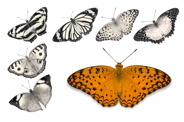 Orange motyle na białym tle — Zdjęcie stockowe