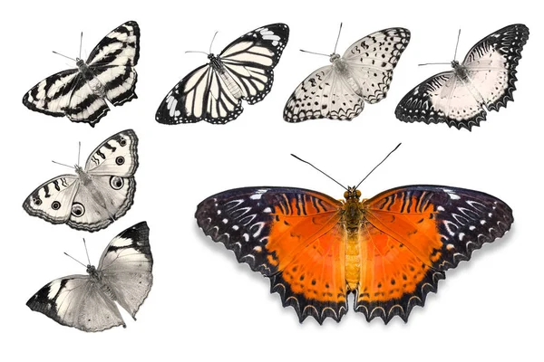 Помаранчеві метелики на білому тлі — стокове фото