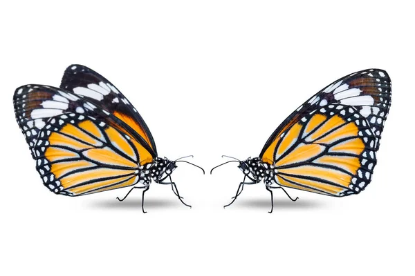 一般的な虎蝶 — ストック写真
