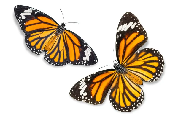 ortak kaplan kelebek