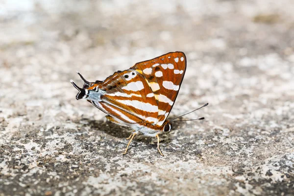 Farfalla punch arancione — Foto Stock