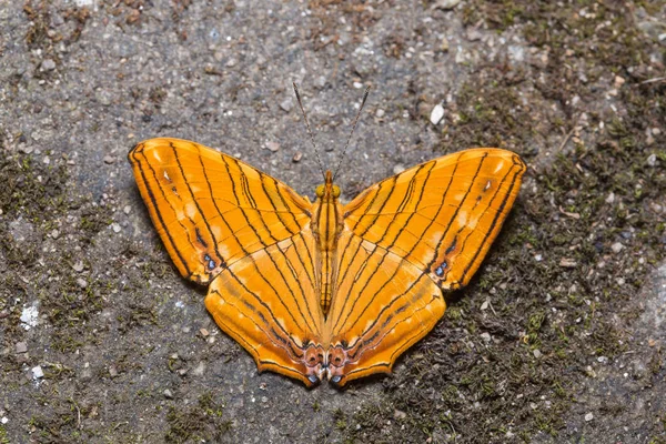 Обыкновенная кленовая бабочка — стоковое фото