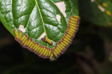 Cyclosia panthona tırtıllar