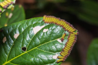 Cyclosia panthona tırtıllar
