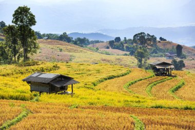 Teraslı pirinç tarlasındaküçük kulübeler