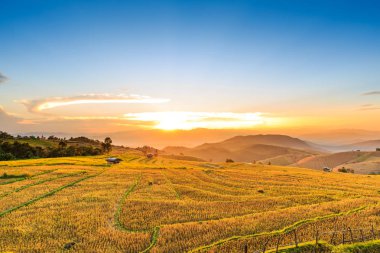 Gün batımında hasat sonra teraslı pirinç alan