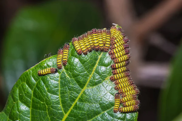 Cyclosia panthona larver — Stockfoto