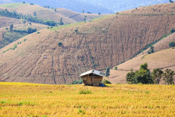 Pirinç alan küçük kulübede — Stok fotoğraf