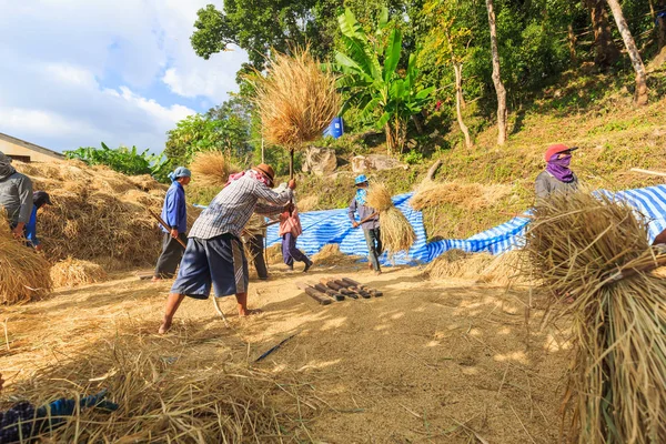 Manual rice threshing — Stock Photo, Image