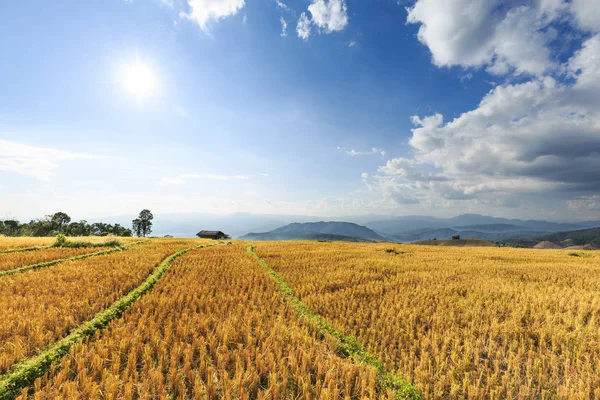 Terraced rice field after harvesting — Stock Photo, Image