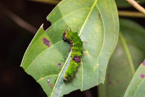 Färg Sergeant Caterpillar — Stockfoto