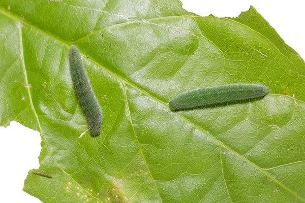 一般的なカモメの毛虫 — ストック写真