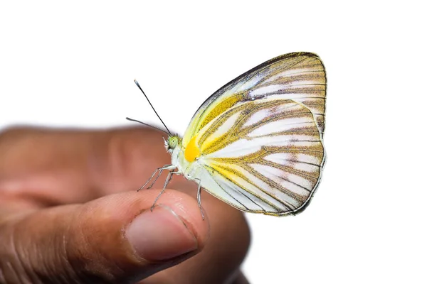 Κοινή Γλάρος πεταλούδα — Φωτογραφία Αρχείου