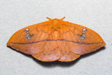 Cricula Silkmoth duvar