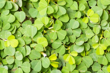 3-çiçek beggarweed yeşillik