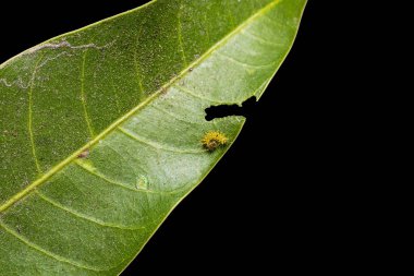 Mango Baron tırtıl