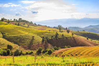 Teraslı pirinç alan