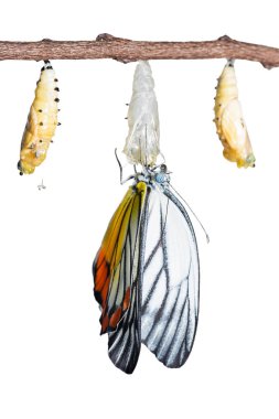 boyalı jezebel kelebek