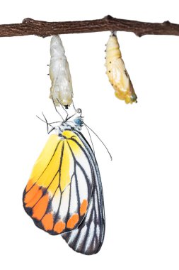 boyalı jezebel kelebek