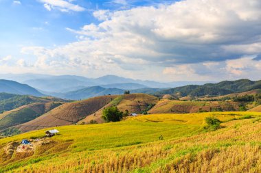 Teraslı pirinç alan