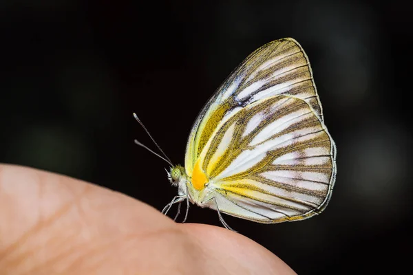Wspólne mewa motyl — Zdjęcie stockowe