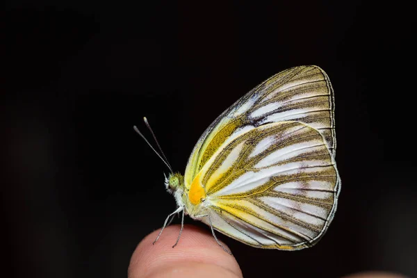 Gemeenschappelijke meeuw vlinder — Stockfoto