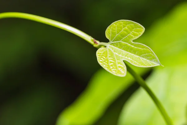Młody liść Aristolochia pothieri — Zdjęcie stockowe