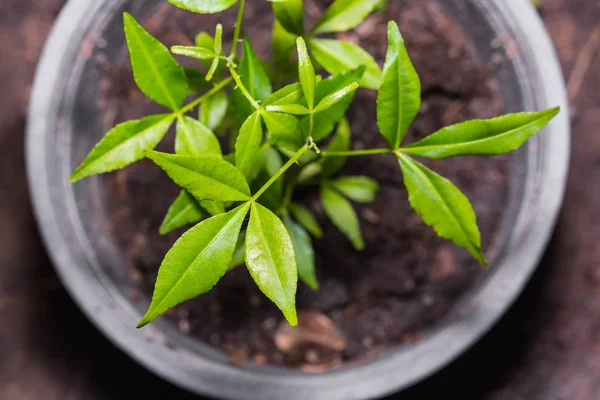 Young Orange Climber plant