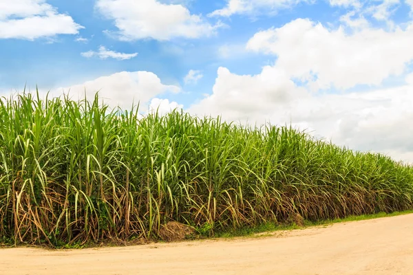 Pola trzciny cukrowej w Tajlandii — Zdjęcie stockowe