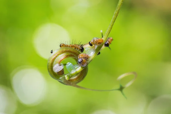 豹草蛉虫毛毛虫 — 图库照片