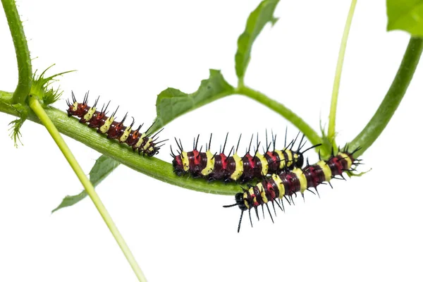 Leopard Lacewing larver — Stockfoto