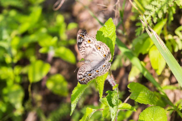 Grigio Pansy farfalla — Foto Stock