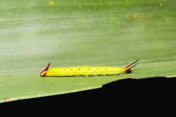 Gemensamma Palmfly caterpillar — Stockfoto