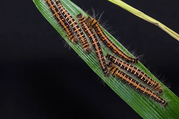 Gemensamma odugling larver — Stockfoto