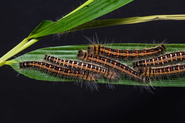 Gemensamma odugling larver — Stockfoto
