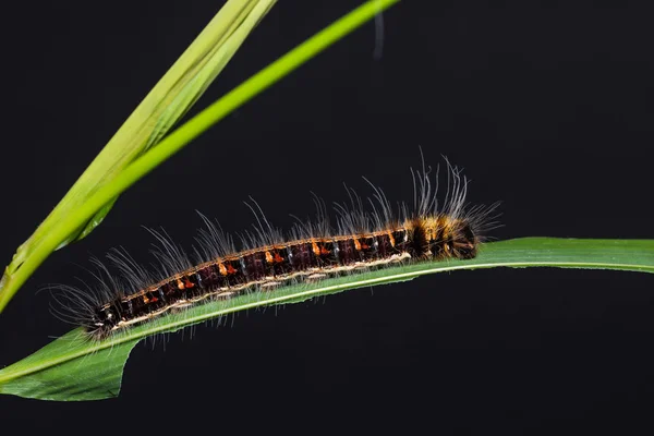 Gemensamma odugling caterpillar — Stockfoto