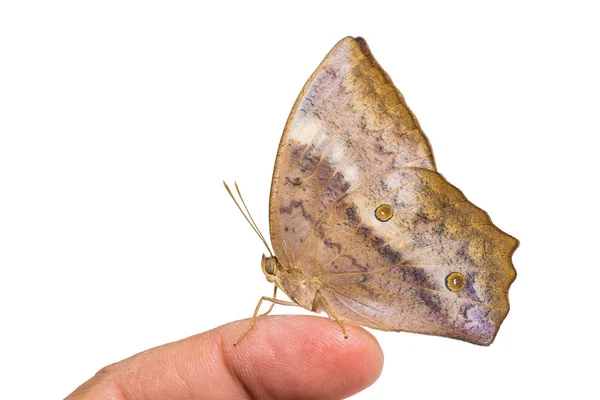 Borboleta Duffer comum — Fotografia de Stock