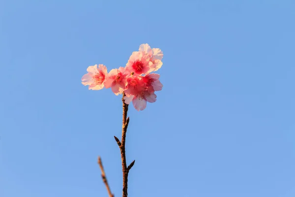 stock image Pink peach flowers