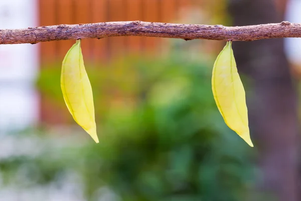 Palmking butterfly pupae — Stock Photo, Image