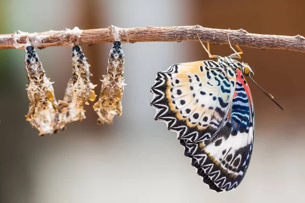 Leopardo Mariposa lactante — Foto de Stock