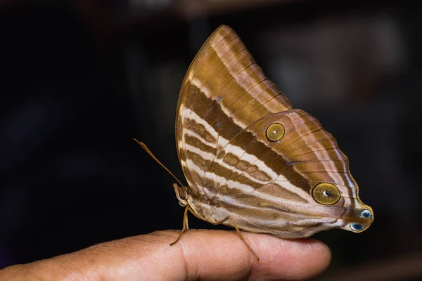 Palmking mariposa en el dedo —  Fotos de Stock