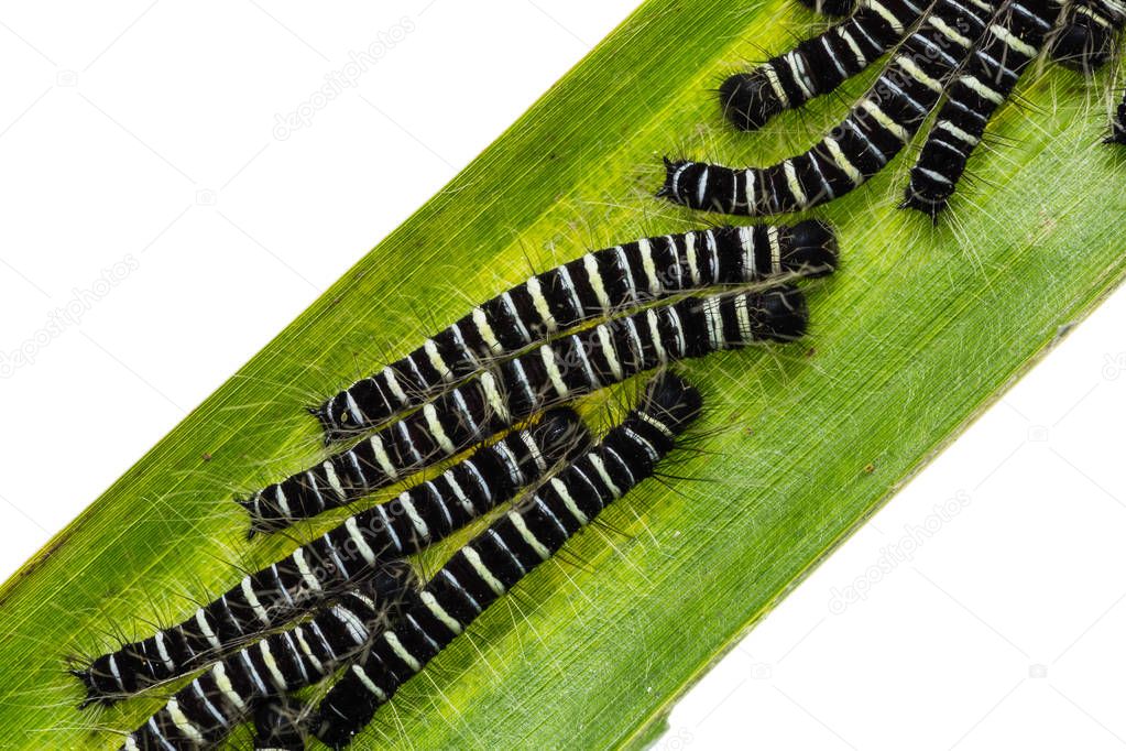 Common Duffer caterpillars