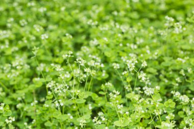 Yeşil doğa arkaplanı