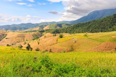 Teraslı pirinç alan akşam