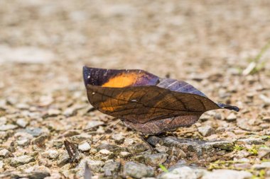portakal oakleaf kelebek