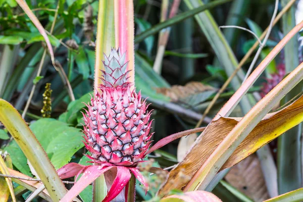 Dwarf mini pink pineapple — Stock Photo, Image