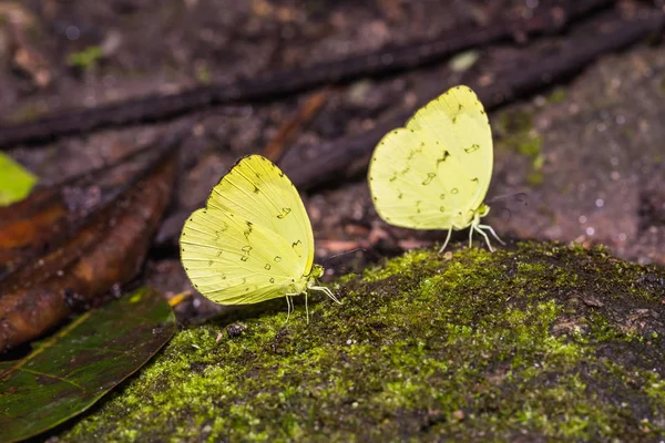 Hierba de tres puntos Mariposas amarillas —  Fotos de Stock