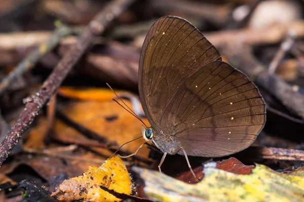 Mariposa fauno común —  Fotos de Stock