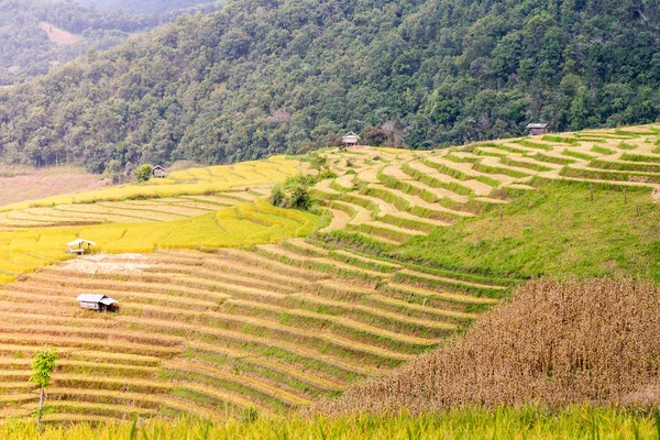 Terraced campo de arroz por la noche — Foto de Stock